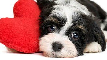 Puppy, animal, white, black, eyes, cute, valentine, red, heart, caine HD wallpaper