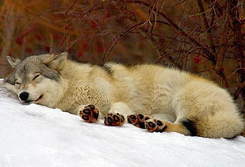 Sleeping Wolf, cool, sleeping, wolf HD wallpaper