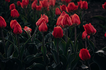 Flowers, Tulips, Flowering, Flower Bed, Flowerbed, Blooming HD wallpaper