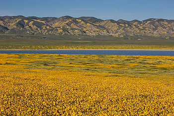 Golden wildflowers, March 28 2017, Pastures, Carrizo Plain National Monument, Hillsides, California HD wallpaper