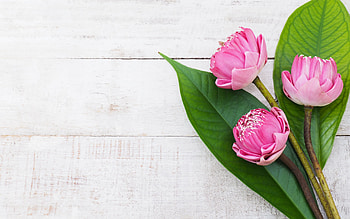 Lotuses, summer, pink, white, wood, flower, green, card, lotus, vara HD wallpaper