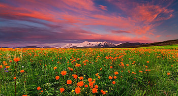 Wildflowers, nature, wild flowers, spring, field HD wallpaper