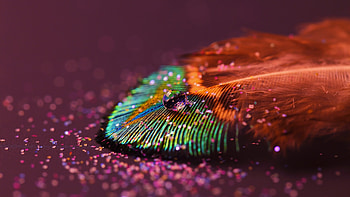 Feather drop, , Natural beauty, graphs HD wallpaper
