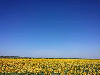 A vast sunflower field with bright yellow blooms against a clear blue sky, perfect for serene backgrounds. HD wallpaper