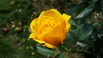 Flowers, Bush, Flower, Rose Flower, Rose, Bud HD wallpaper