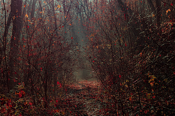 Nature, Autumn, Forest, Fog, Branches, Foliage HD wallpaper