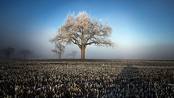 Winter Field Landscape Trees, winter, landscape, trees, nature HD wallpaper