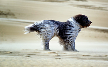 Windy Day, Animals, White, Day, Dogs, Black, Windy HD wallpaper