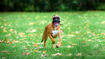 Animals, Grass, Dog, Bounce, Jump, Run Away, Run HD wallpaper