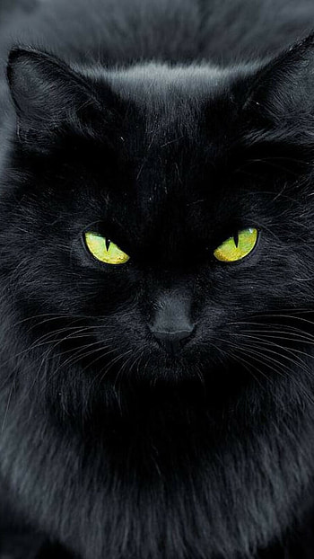 Black Cat, Kitty Cat HD phone wallpaper