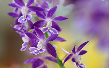 Plants, Flowers, Violet HD wallpaper