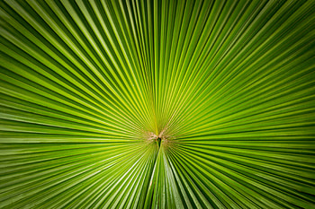Plant, Texture, Textures, Minimalism, Sheet, Leaf, Symmetry HD wallpaper