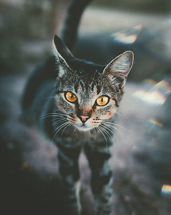 Animals, Cat, Muzzle, Blur, Smooth, Striped, Sight, Opinion HD phone wallpaper