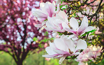 magnolia, spring flowers, white magnolia, branch with magnolias, spring, background with magnolias HD wallpaper