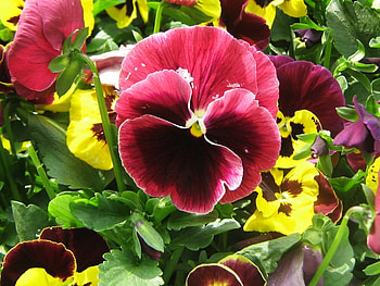 Plants, Flowers HD wallpaper
