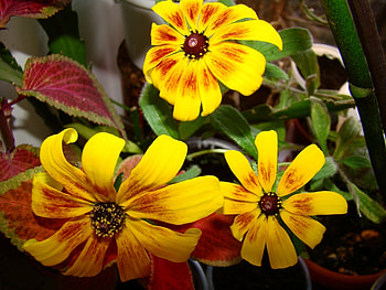 Plants, Flowers HD wallpaper
