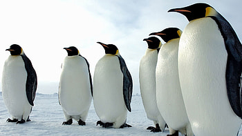 Animals, Birds, Pinguins, Color, Flock HD wallpaper