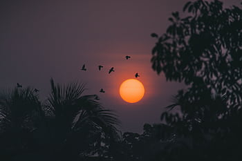 Silhouettes of birds flying at sunset with orange sun in Contai, India. HD wallpaper