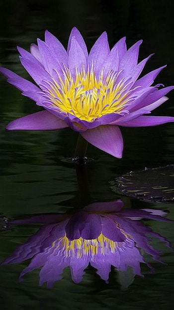 Water Lily, Purple HD phone wallpaper