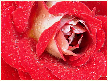 Wet rose, rose, wet, nature, flower HD wallpaper