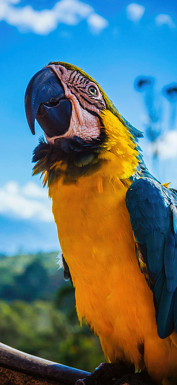 parrot , High-quality background, Compatible models HD phone wallpaper