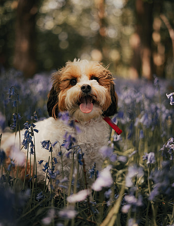 Funny, Animals, Flowers, Dog, Protruding Tongue, Tongue Stuck Out, Cockapoo HD phone wallpaper