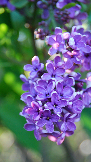 Lilac, Purple Flower, Purple HD phone wallpaper