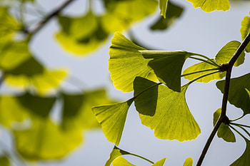 Ginkgo Biloba, Home decor, Natural beauty, Serene ambiance HD wallpaper