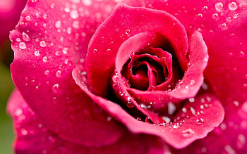 Pink, Drops, Flower, Macro, Rose Flower, Rose, Petals HD wallpaper