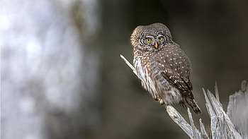 Eurasian Pygmy Owl, night, bird, Siberia, owl HD wallpaper