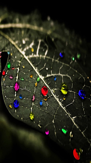 Full Black Colour, Leaf, Black HD phone wallpaper