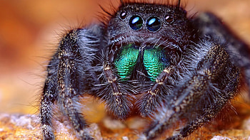 Tarantula, other, nature, people, entertainment HD wallpaper