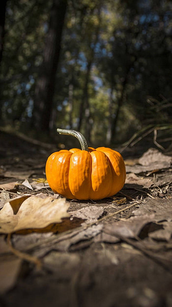 Pampkin i , , october HD phone wallpaper
