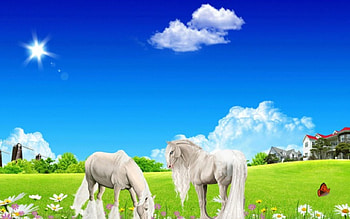 white horses, summer, horses, white, beautiful HD wallpaper