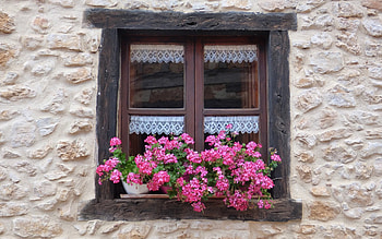 Window with Flowers, pink, window, house, flowers, lace, wall HD wallpaper