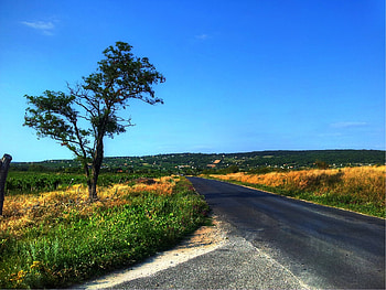Landscape, Nature, Wood, Road, Tree HD wallpaper