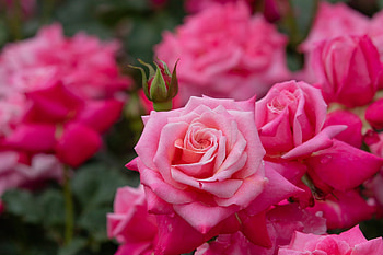 Roses, summer, rose, pink, flower, trandafir, vara HD wallpaper