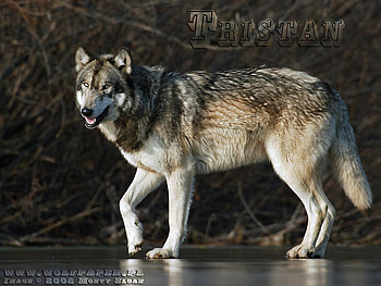 Great Wolf, wolves, timber wolf, animals, great wolves, nature, grey wolf, pond HD wallpaper