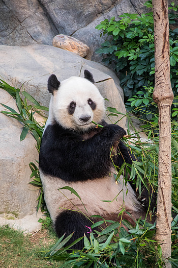 Animals, Branches, Animal, Bamboo, Panda HD phone wallpaper