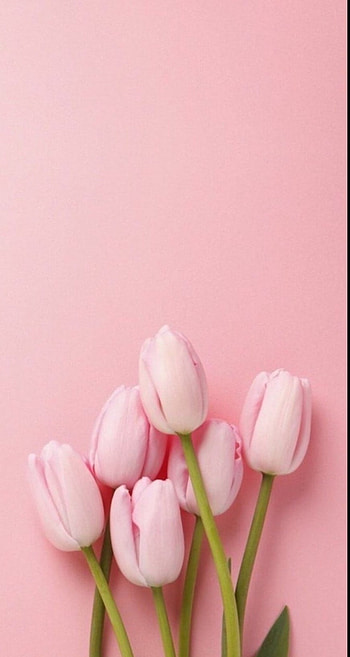 Spring, magenta, pink HD phone wallpaper