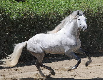 Dappled Grey Andalusian 1, spanish, andalusian, horses, dappled grey, grey HD wallpaper