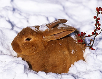 Hold me, it's cold, sweet, winter, softness, feeling, cute, cold, soft, beauty, bunny, hold me, warmth, snow, adorable, lovely, rabbit HD wallpaper