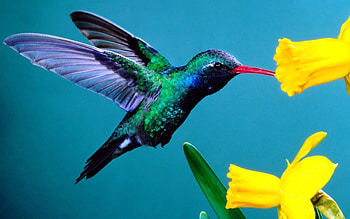 Animals, Flowers, Background, Humming-Birds HD wallpaper