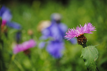 Flower, Macro, Blur, Smooth HD wallpaper