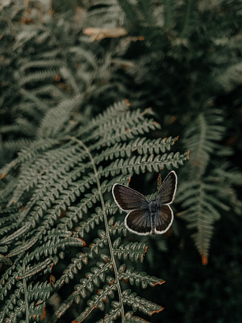 Animals, Leaves, Fern, Butterfly, Wings HD phone wallpaper