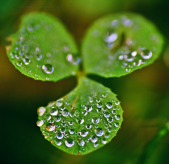 Irish Shamrock, plant, rain, ireland, green, shamrock, st patricks day HD wallpaper