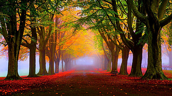 Autumn, , , Stunning visuals HD wallpaper