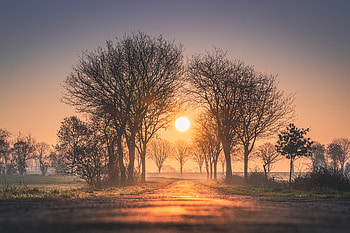Sunrises And Sunsets Trees Sun Fog , sunset, nature, fog, trees, sunrise HD wallpaper