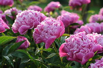 Peony, , Flower, Nature, Pink Flower, Flowers HD wallpaper