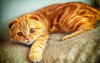 Animals, Cat, Redhead, Portrait, Paw, Playing, Plays HD wallpaper